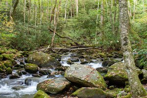 Thunderhead Prong Quiet Walkway