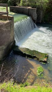 Althea Spring