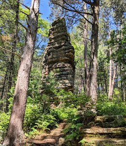 Castle Mound Pine Forest