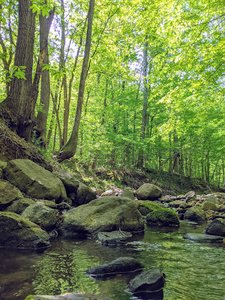 Mountain to Sea Trail – Falls Lake Section