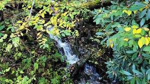 Berties Falls