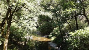 Lagunitas Creek