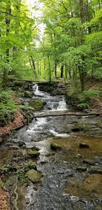 New England Trail at Robinson State Park