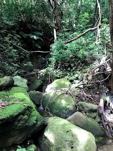 Waipuhia Falls
