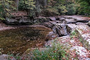 Camp Creek State Forest