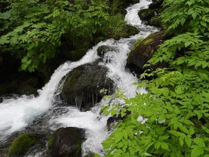 Falls Creek Trail