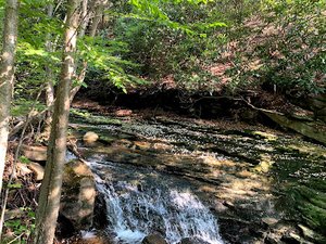 Panther Creek Wild Plant Sanctuary