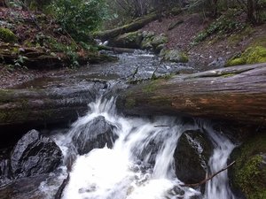 Weowna Park Trail