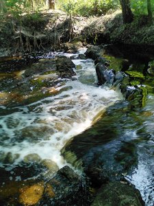 Lower Green Swamp Nature Preserve