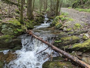 Naugatuck State Forest