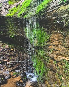 Canyon Forest Nature Preserve