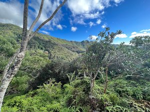 Summit of Puʻu Pia Trail