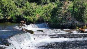 Brooks Falls