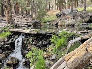 McCauley Spring